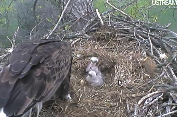 ScreenHunter_32 Mar. 31 12.33.jpg